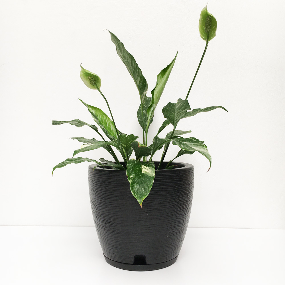 Macetero Bombe Chico Interior Exterior 28 cm