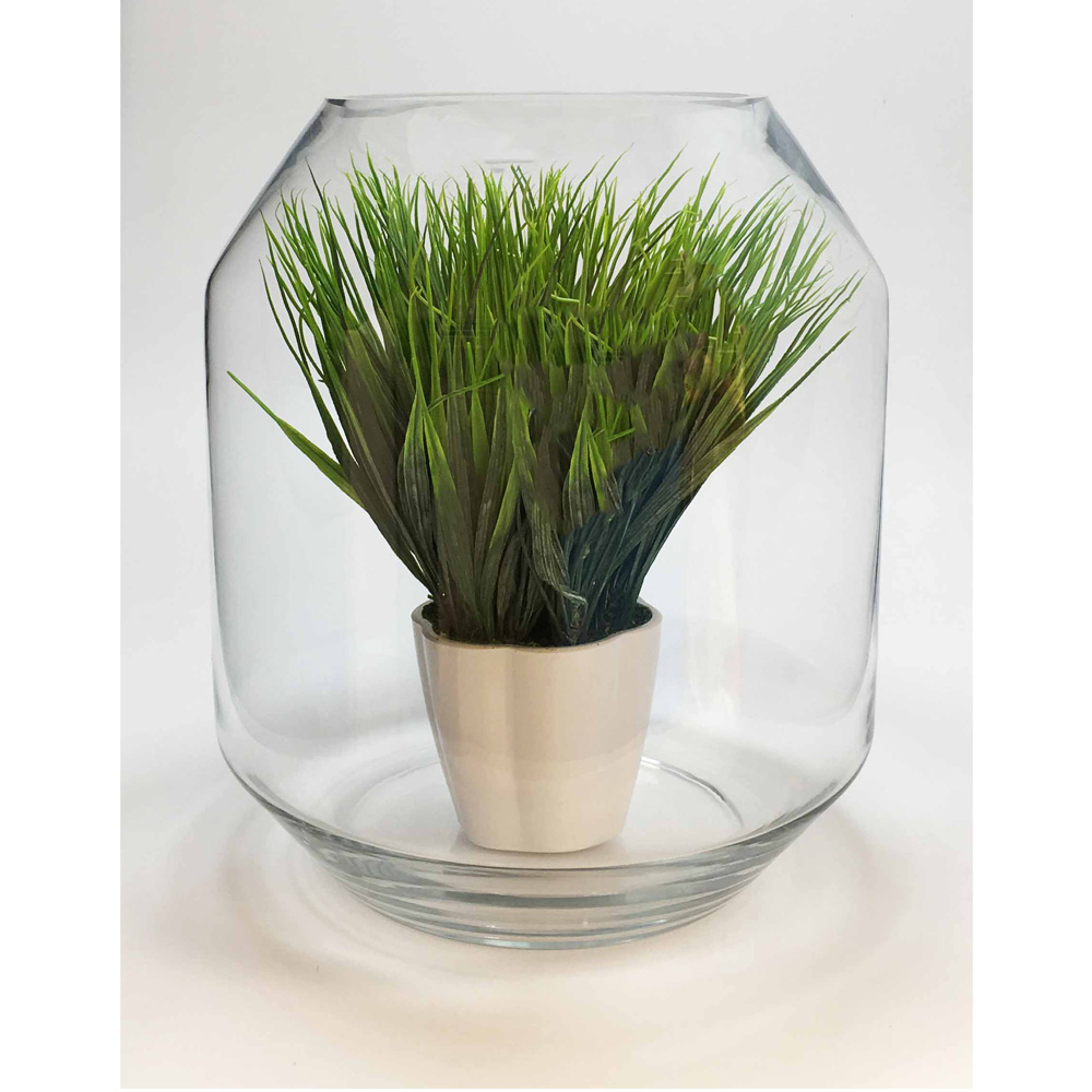 Planta Mediana Cesped en Maceta - Imagen 2