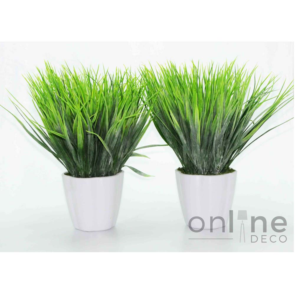 Planta Cesped en Maceta blanca