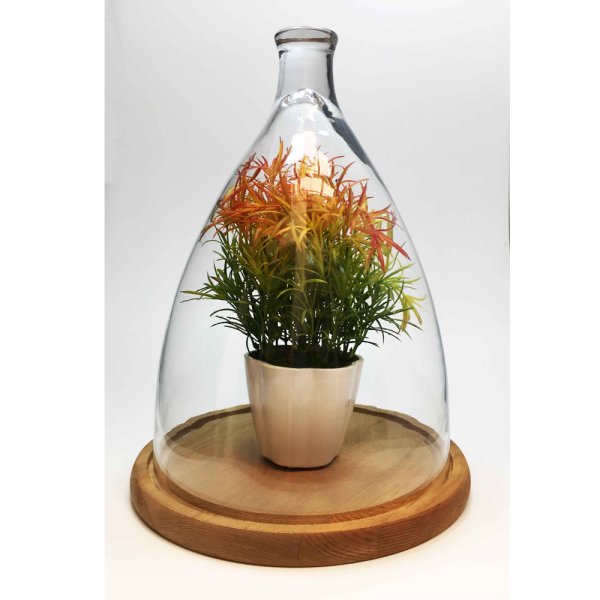 Planta Mini HELECHO Multicolor en Maceta - Imagen 2