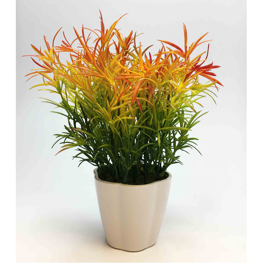 Planta Mini HELECHO Multicolor en Maceta
