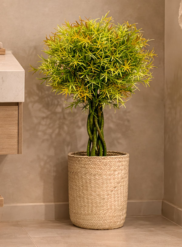 Planta Topiario Helecho 61 cm en Maceta - Imagen 4