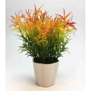 Planta Mini HELECHO Multicolor en Maceta