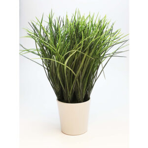 Planta Mediana Cesped en Maceta